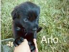 Adopt Arlo a Australian Cattle Dog / Blue Heeler