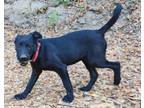 Adopt Ozzy a Australian Cattle Dog / Blue Heeler