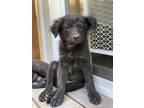 Adopt Rocky Balboa a Australian Cattle Dog / Blue Heeler