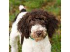 Adopt Jacques a Poodle