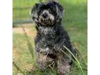 Adopt Lucca a Havanese, Poodle