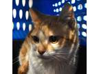 Adopt Elvis a Domestic Short Hair