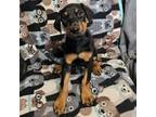 Adopt Puppy 5/ Knight a Doberman Pinscher