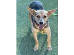 Adopt Flynn a Cardigan Welsh Corgi, Mixed Breed