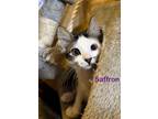 Adopt Saffron a Domestic Medium Hair