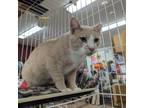 Adopt 0724-16 Seymour a Domestic Short Hair