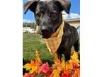 Adopt Dude a Terrier