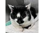 Adopt Boomer a Domestic Short Hair