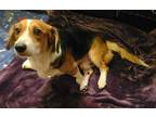 Adopt BOSLEY a Beagle, Corgi