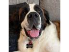Adopt Rolen a Saint Bernard