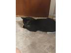Adopt Steven a Tuxedo