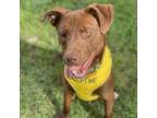 Adopt Grady a Labrador Retriever