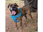 Adopt Bruce - Super sweet, loves other dogs! Adopt $75! a Pit Bull Terrier
