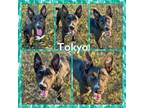 Adopt Tokyo CFS240058073 a Labrador Retriever