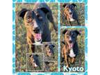 Adopt Kyoto CFS240058073_2 a Labrador Retriever