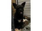 Adopt Pepper a Brussels Griffon, Mixed Breed