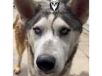 Adopt Zeppelin a Husky
