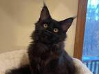 Maine Coon