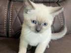 Kitty