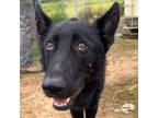 Adopt Roland a Norwegian Elkhound, Shepherd