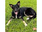 Adopt Khai a Border Collie, Mixed Breed