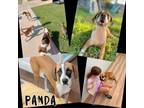 Adopt Panda a Boxer, Mixed Breed