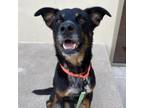 Adopt Marco a German Shepherd Dog, Cattle Dog