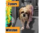 Adopt WINSTON a Lhasa Apso