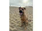 Adopt Buster a Black Mouth Cur, Shepherd