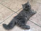 Dory A Rare Blue Persian Female