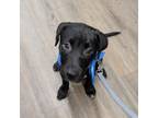 Adopt Koda a Pit Bull Terrier, Mixed Breed