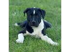 Adopt Eli a Pit Bull Terrier, Mixed Breed