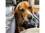 Adopt Alphie a Beagle, Basset Hound