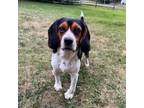Adopt Barney a Beagle