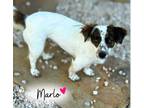 Adopt Marlo a Corgi, Mixed Breed