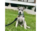 Adopt S'mores - Snack Pack _5 a Shepherd, Bluetick Coonhound