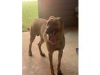Adopt Percy/dave a Belgian Shepherd / Malinois