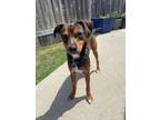 Adopt Carlitos a Miniature Pinscher