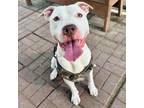 Adopt Blaze a American Staffordshire Terrier, Mixed Breed