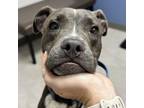Adopt Shadow a American Staffordshire Terrier, Mixed Breed
