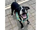Adopt Ren a American Staffordshire Terrier, Mixed Breed