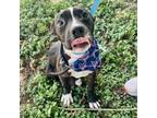 Adopt Willy a Labrador Retriever, Mixed Breed