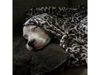 Adopt Ollie (Oliver) a American Staffordshire Terrier, Mixed Breed