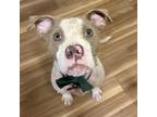 Adopt Mars a American Staffordshire Terrier, Mixed Breed