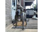 Adopt Theo a Pit Bull Terrier, Mixed Breed