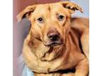 Adopt Rikki a Labrador Retriever, Mixed Breed