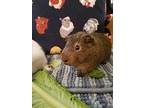 Connor, Guinea Pig For Adoption In Williston, Florida