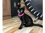 Kitten Amara, Domestic Shorthair For Adoption In Salem, New Hampshire