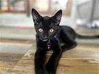Kitten Missy, Domestic Shorthair For Adoption In Salem, New Hampshire