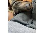 Theo, Doberman Pinscher For Adoption In Fleetwood, Pennsylvania